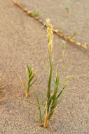 Image of Eureka Dune grass