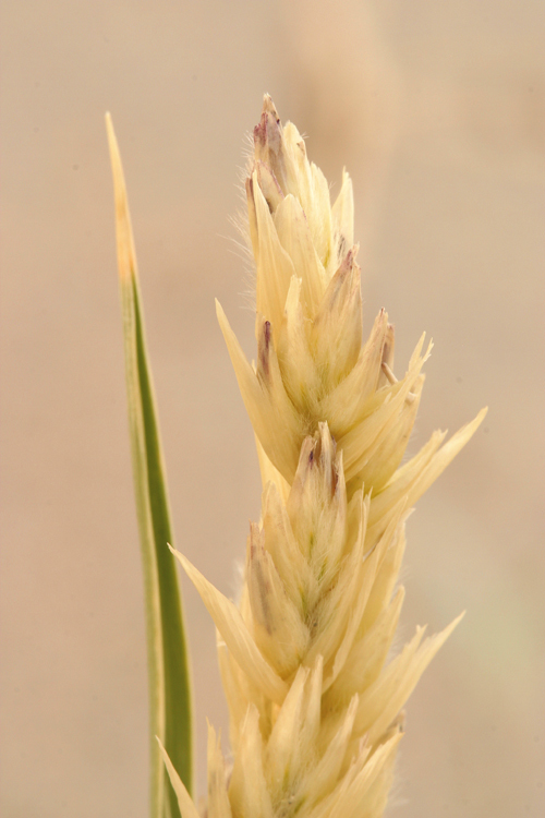 Image of Eureka Dune grass