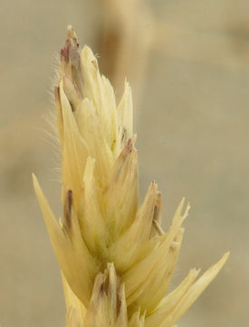 Image of Eureka Dune grass