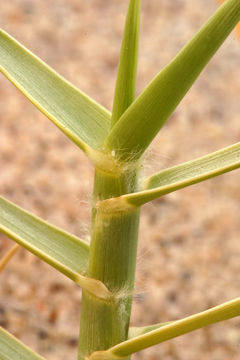 Image of Eureka Dune grass