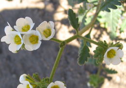 Image of shortlobe phacelia