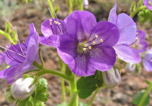 Phacelia grandiflora (Benth.) A. Gray的圖片