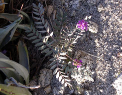 Sivun Astragalus palmeri A. Gray kuva