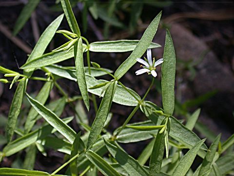 Image of <i>Pseudostellaria sierrae</i>