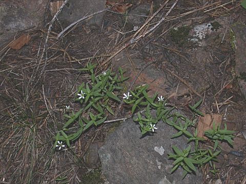 Image of <i>Pseudostellaria sierrae</i>