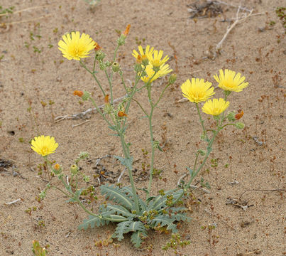 Image de Malacothrix sonchoides (Nutt.) Torr. & A. Gray