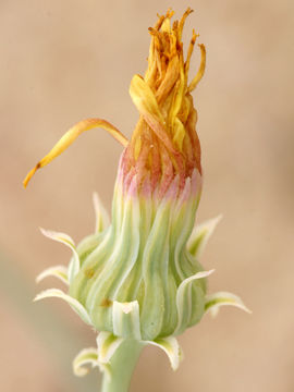 Image of sowthistle desertdandelion