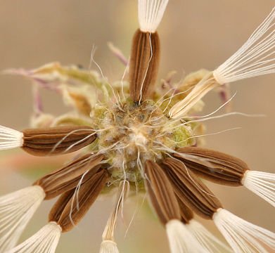 Image of sowthistle desertdandelion