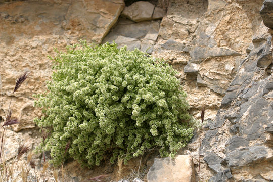 Image of Rixford's rockwort