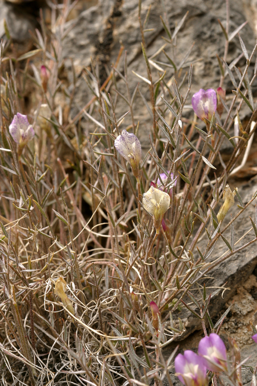 Image of Panamint milkvetch