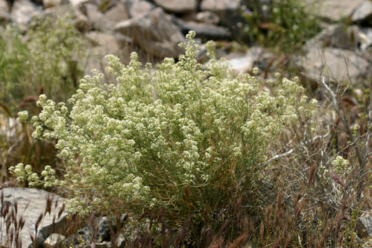 Image of desert pepperweed