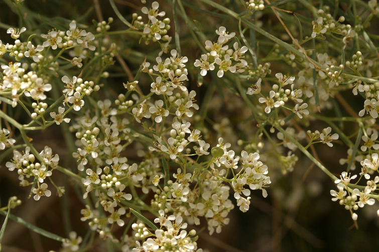 Image of desert pepperweed