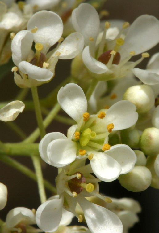 Image of desert pepperweed