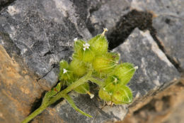 Plancia ëd Cryptantha pterocarya (Torr.) Greene