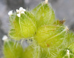 Plancia ëd Cryptantha pterocarya (Torr.) Greene