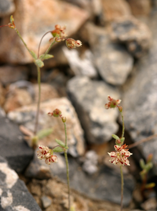 Image of spotted buckwheat