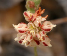 Image of spotted buckwheat