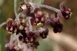 Imagem de Asclepias californica Greene