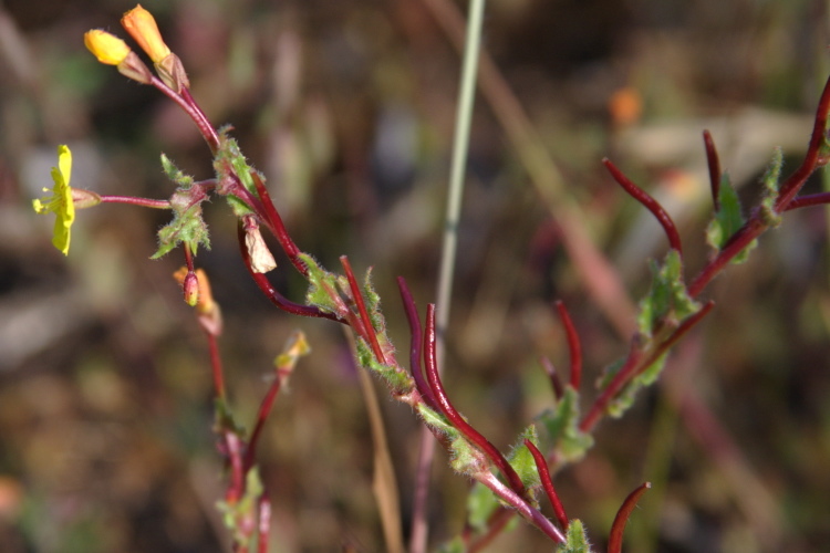 Image de Camissoniopsis hirtella (Greene) W. L. Wagner & Hoch