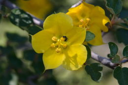 Sivun Fremontodendron californicum (Torr.) Coult. kuva