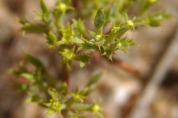 Image of fivetooth spineflower