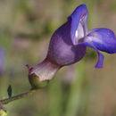 Imagem de Penstemon incertus Brandeg.