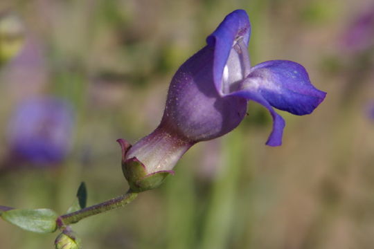 Слика од Penstemon incertus Brandeg.