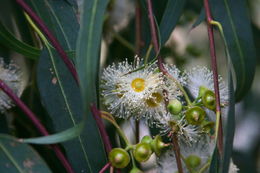 Imagem de Eucalyptus camaldulensis Dehnh.