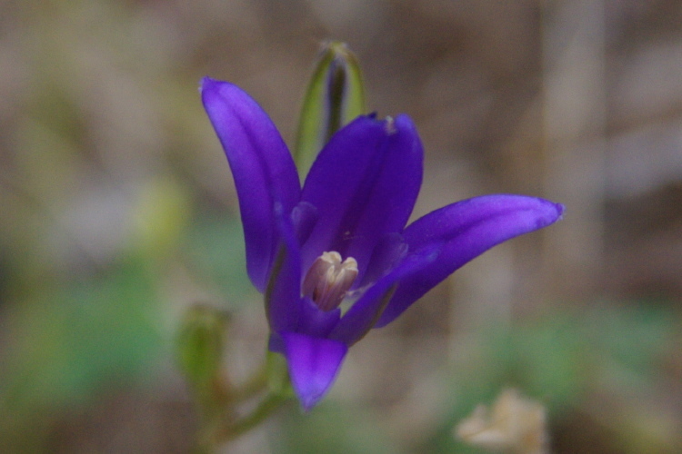 Image of Kern brodiaea