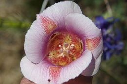 Image of butterfly mariposa lily