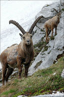 Image of <i>Capra <i>ibex</i></i> ibex