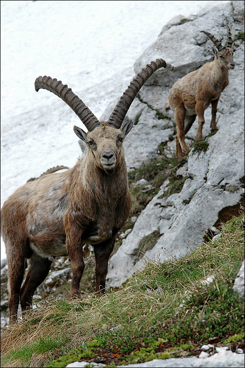 صورة <i>Capra <i>ibex</i></i> ibex