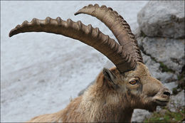 Image of <i>Capra <i>ibex</i></i> ibex