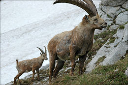Image of <i>Capra <i>ibex</i></i> ibex