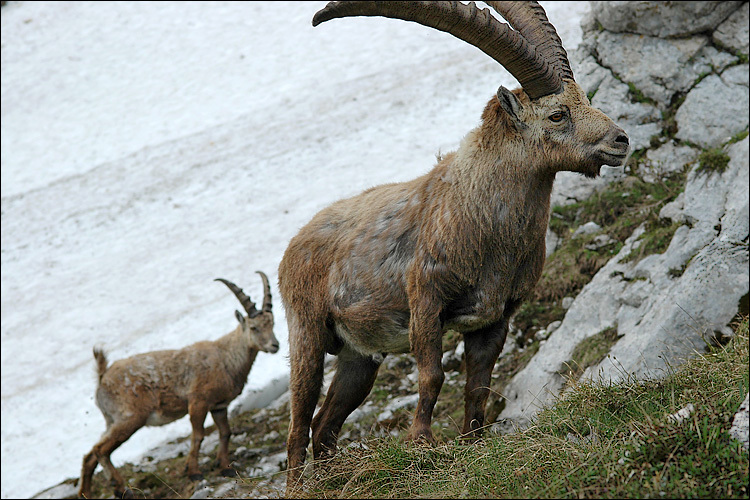 صورة <i>Capra <i>ibex</i></i> ibex