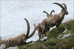 صورة <i>Capra <i>ibex</i></i> ibex