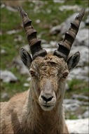 Image of <i>Capra <i>ibex</i></i> ibex