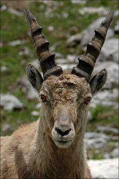 Image de <i>Capra <i>ibex</i></i> ibex