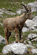 صورة <i>Capra <i>ibex</i></i> ibex