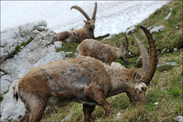 صورة <i>Capra <i>ibex</i></i> ibex