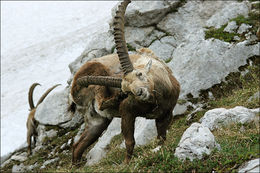 Image de <i>Capra <i>ibex</i></i> ibex