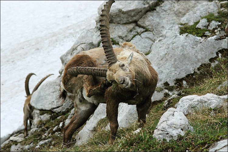 Image of <i>Capra <i>ibex</i></i> ibex