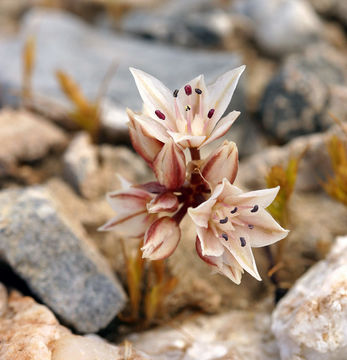 Image of darkred onion