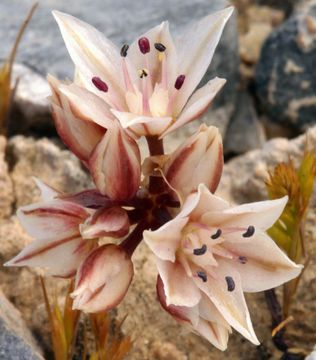 Image of darkred onion