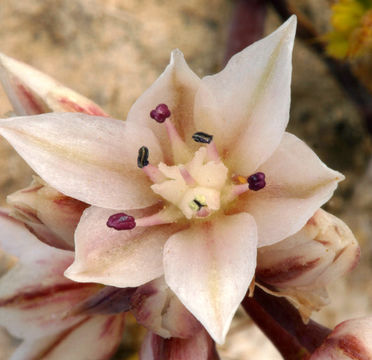 Image of darkred onion