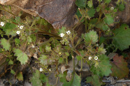 Phacelia rotundifolia Torr. ex S. Wats.的圖片