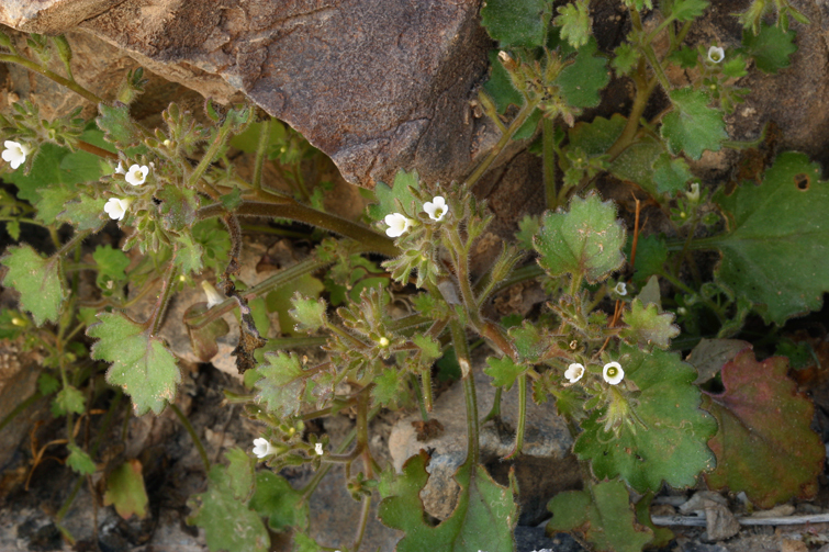 Image of roundleaf phacelia