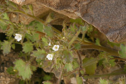 Image of roundleaf phacelia