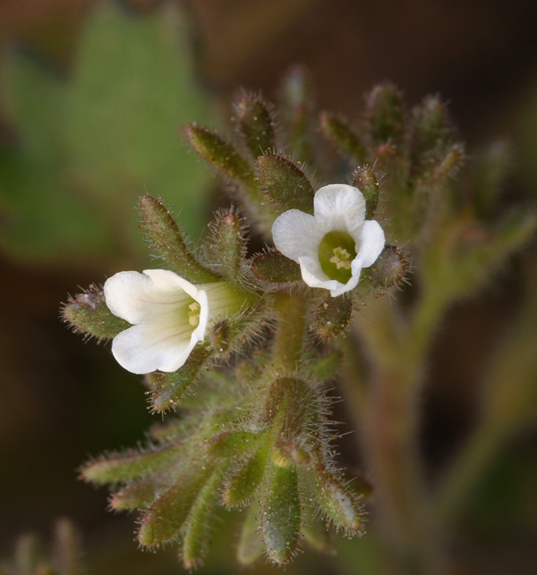 Phacelia rotundifolia Torr. ex S. Wats.的圖片