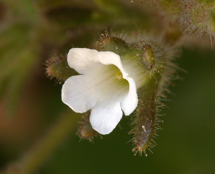 Phacelia rotundifolia Torr. ex S. Wats.的圖片